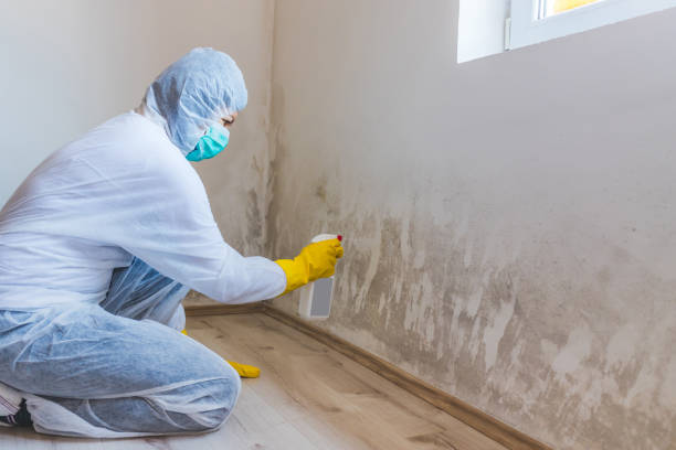 Black mold inspection in Hoboken
